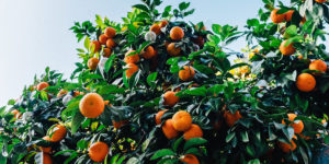 Mandarinen-Baum