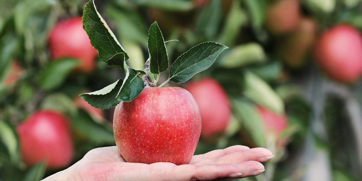 roter Apfel in Hand