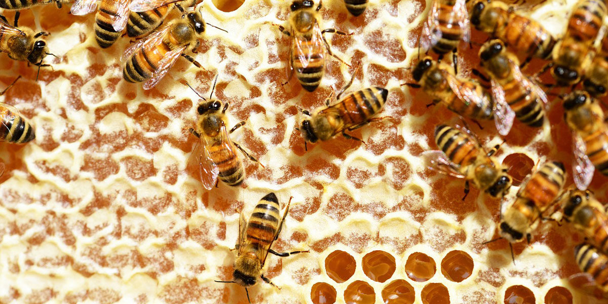 Bienen an Honig Waabe