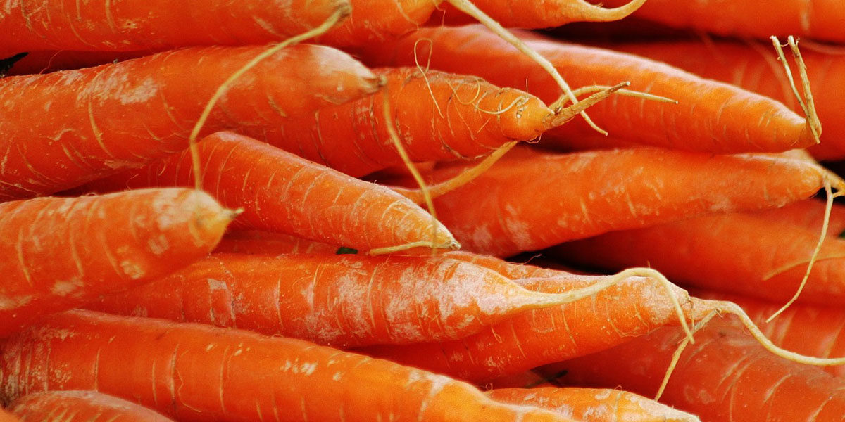 Karotten / Möhren orange