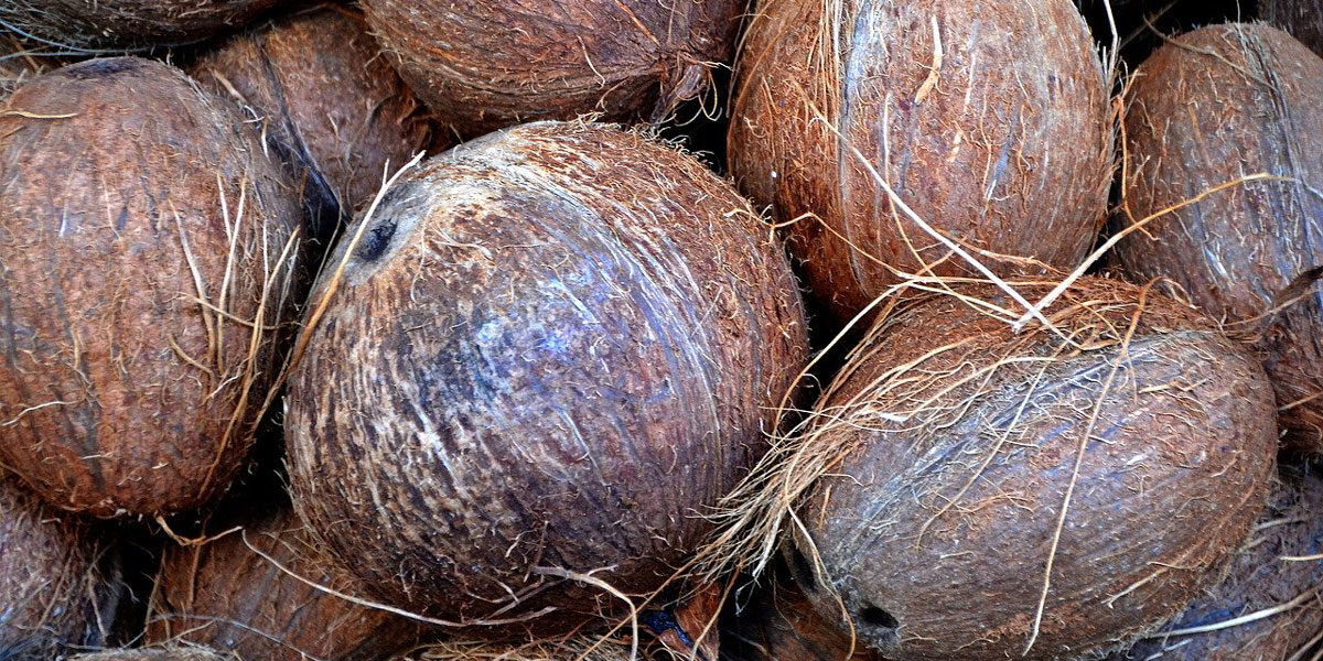 Kokosnüsse ungeschält