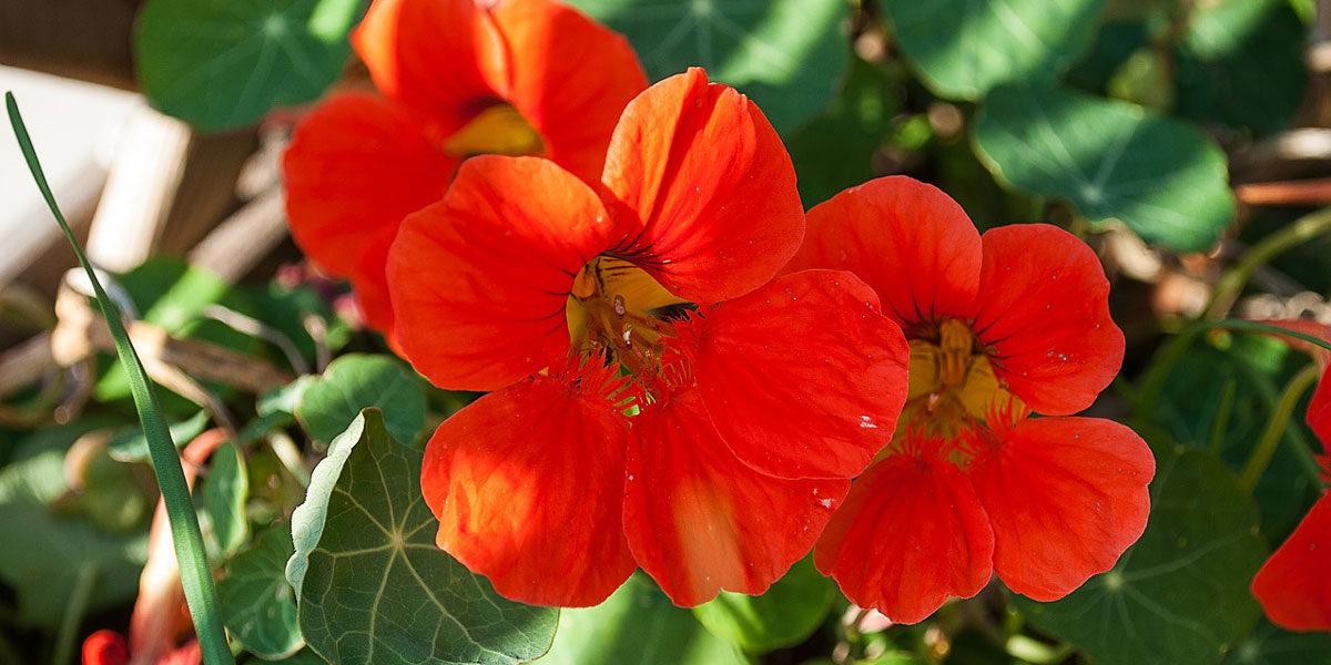 Kapuzinerkresse Blume rot