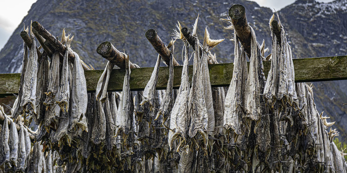 gehängter Stockfisch in Norwegen