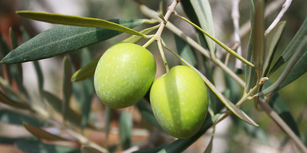 Oliven frisch am Baum
