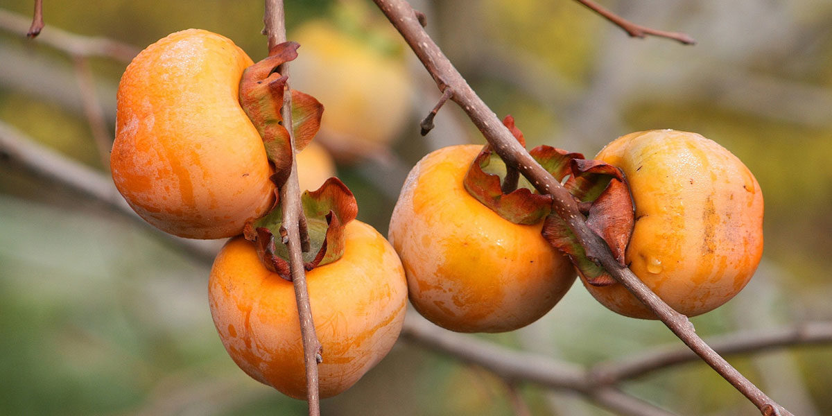 Kaki Frucht am Baum