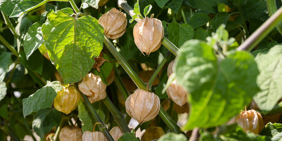 Physalis am Busch