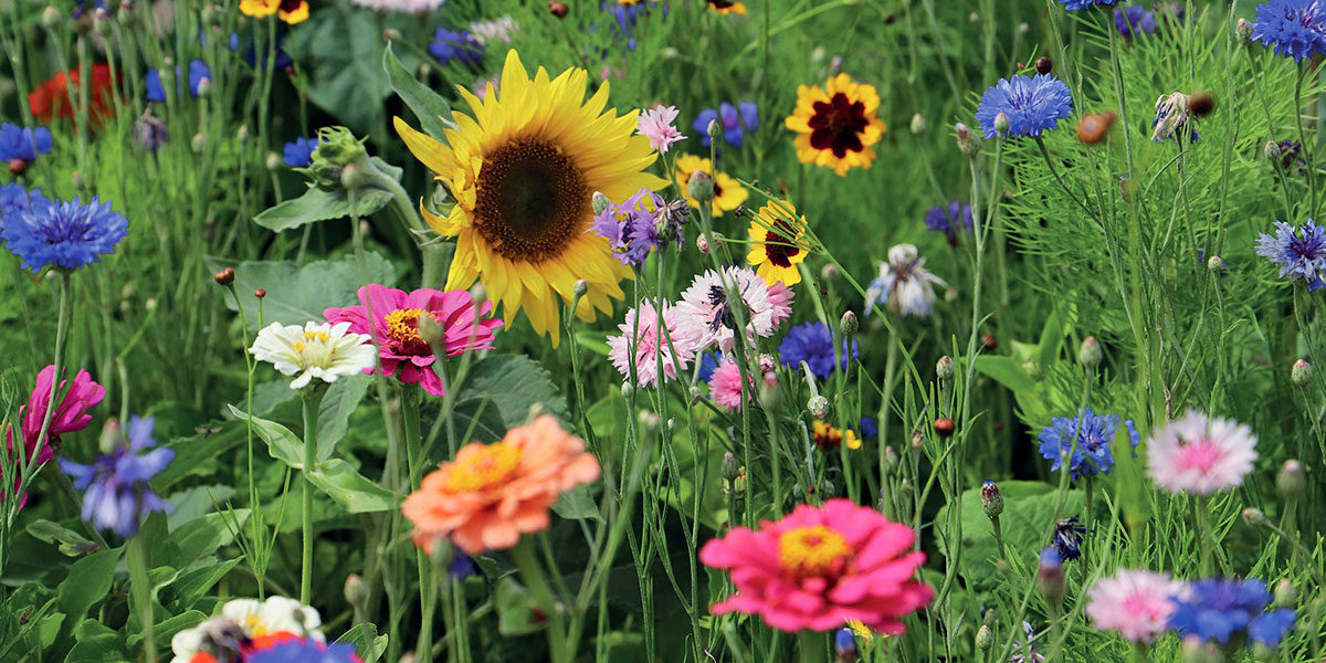 bunte Blumenwiese