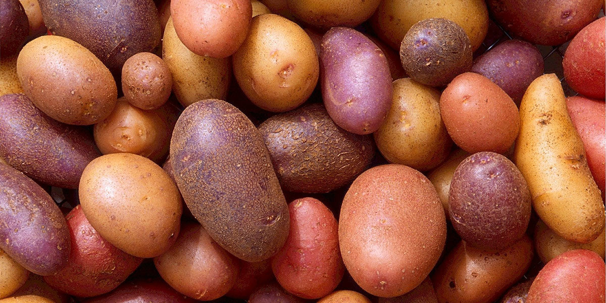 Kartoffeln bunt