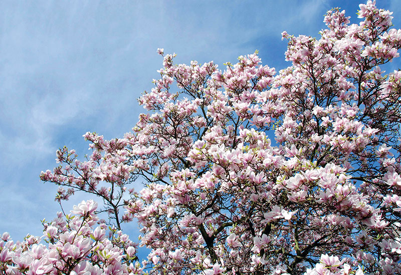 Magnolie mit Blüten