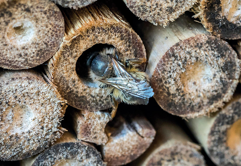 Die rostrote Mauerbiene ist Insekt das Jahres 2019, insgesamt sind in Deutschland schon über 500 Wildbienenarten beschrieben worden. Foto: Toom/akz-o