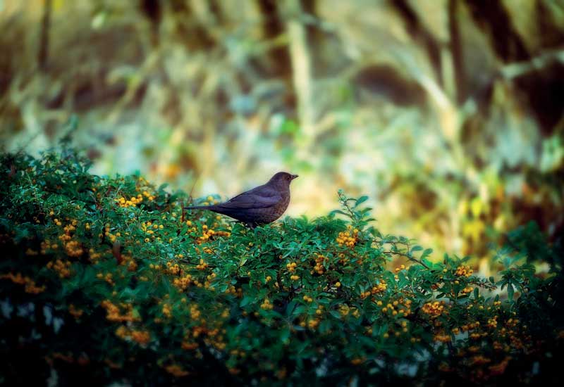 Vogel auf der Hecke