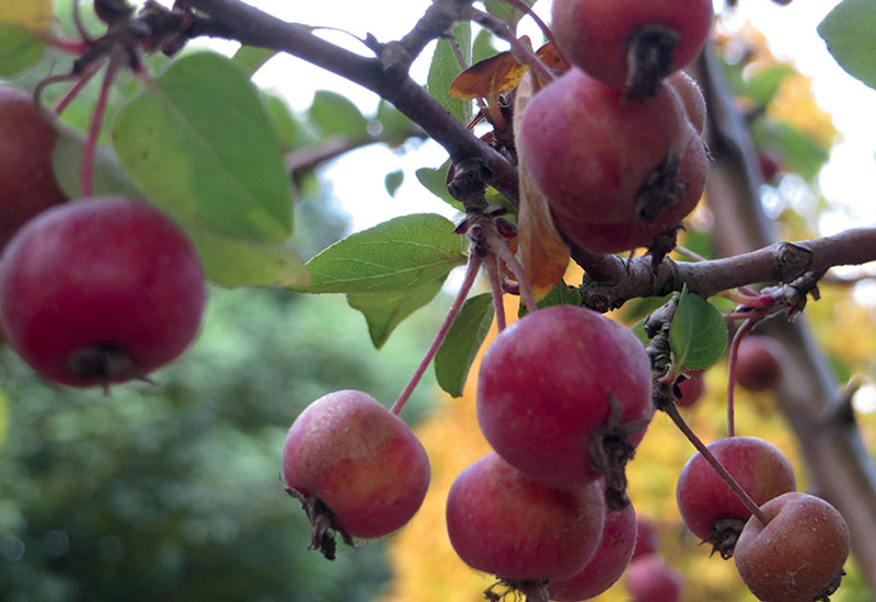 Zierapfel