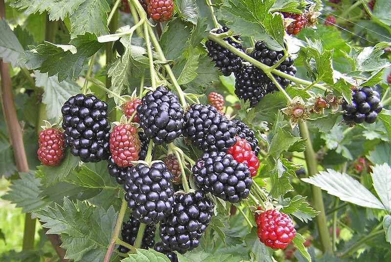 Brombeeren am Strauch