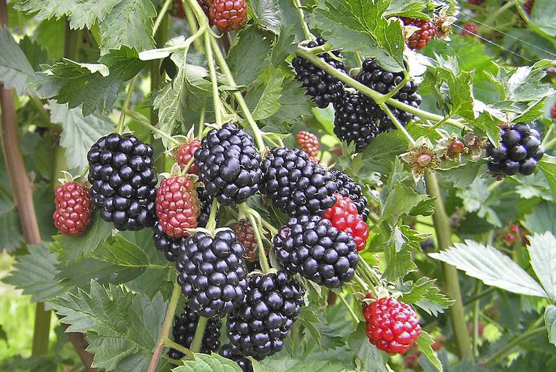 Brombeeren