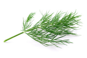 Dill