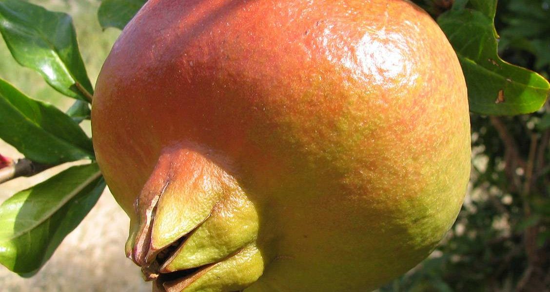 Granatapfel Frucht