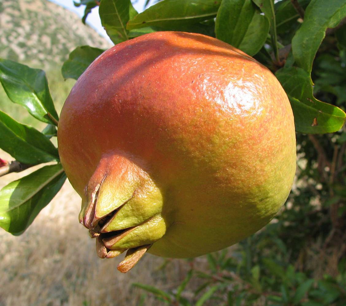 Granatapfel Frucht