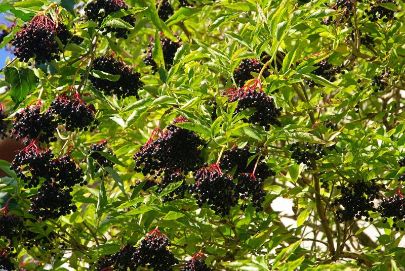 Holunderbeeren am Baum