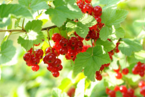 Johannisbeeren