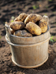 Holzkübel mit Kartoffeln