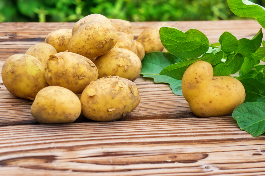 Kartoffeln frisch geerntet