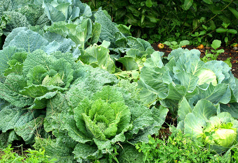 Kohl im Garten