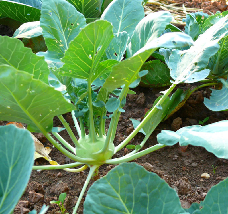 Kohlrabi auf dem Feld