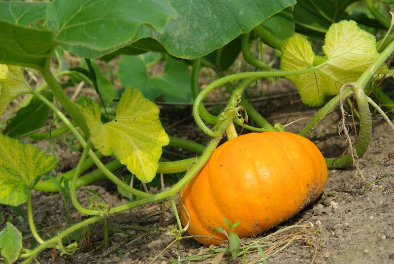 Kürbis vor der Ernte