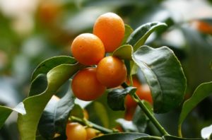 Kumquats