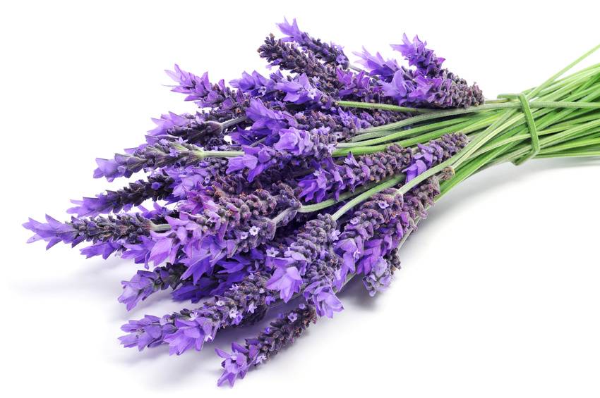 Lavendel