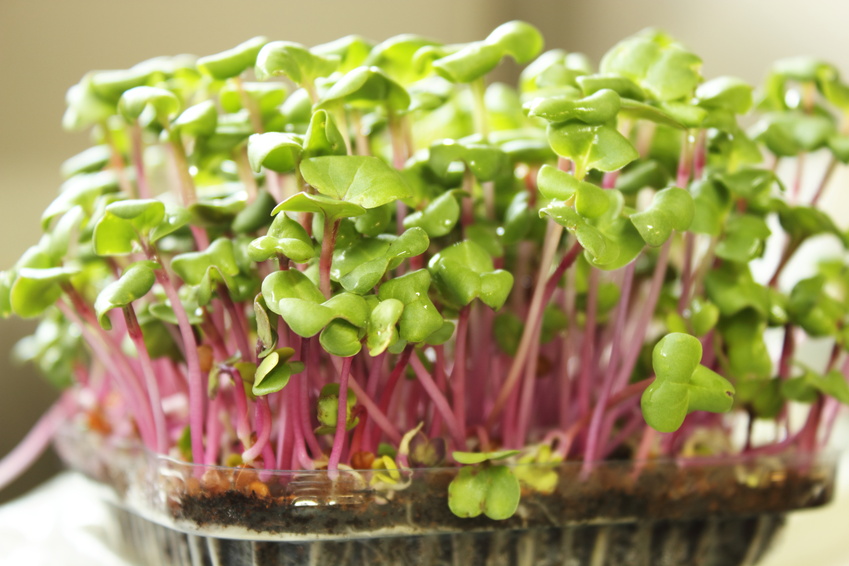 Microgreens