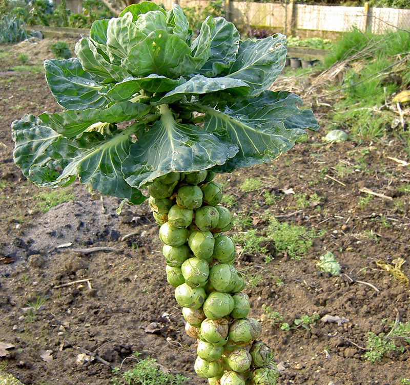 Rosenkohl auf dem Feld