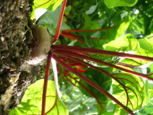 Rote Beete auf dem Feld