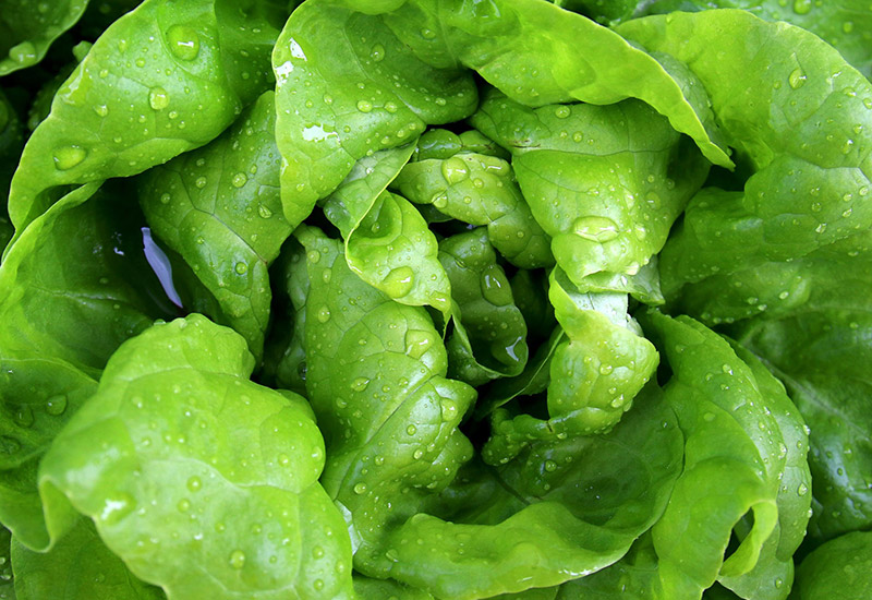 Salat mit Wassertropfen