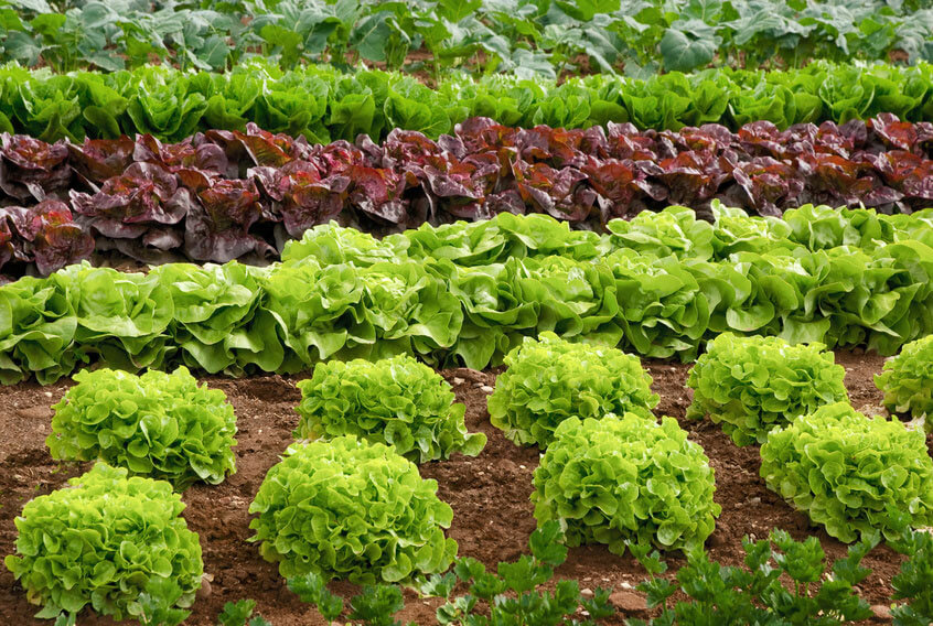 Salat auf Feld