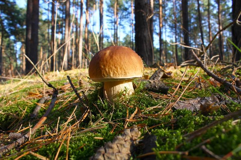 Steinpilz im Wald