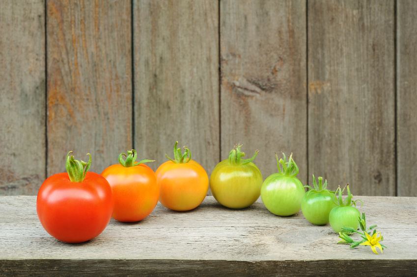 Tomaten in verschiedenen Farben