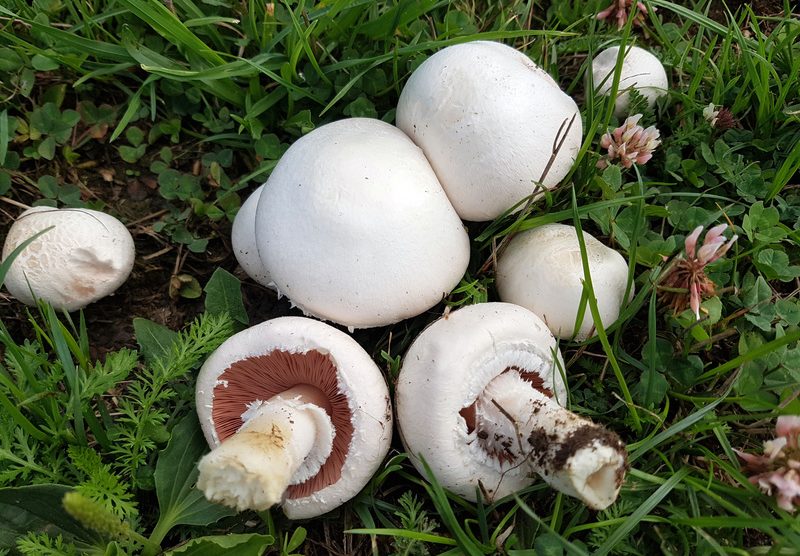 Wiesenchampignon