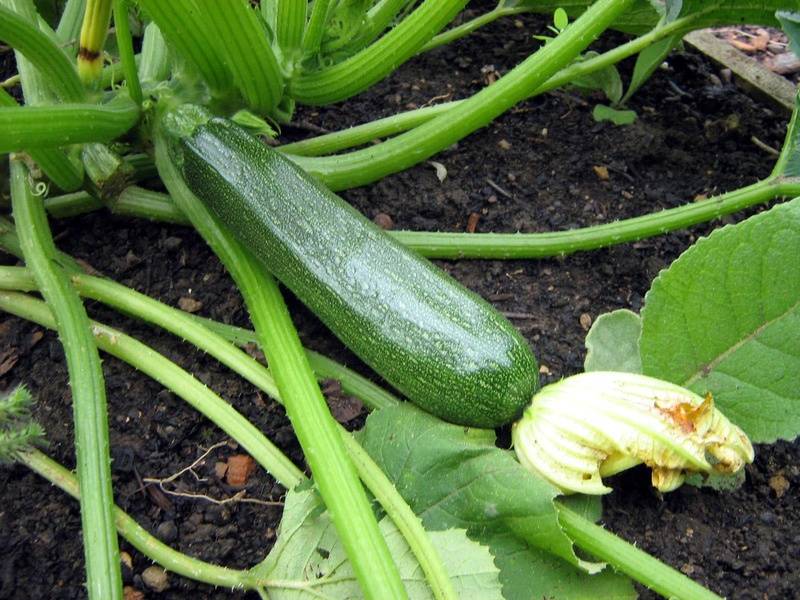 Zucchini