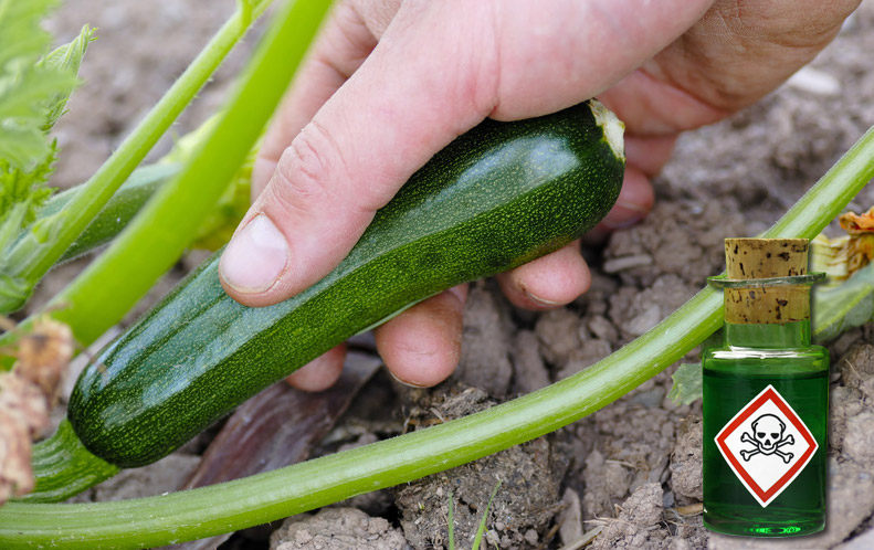 Zucchini Anbau