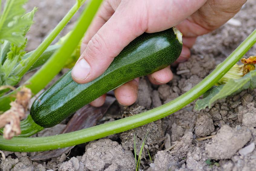 Zucchini Ernte