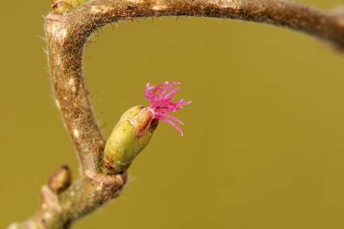 Haselstrauch Blüte