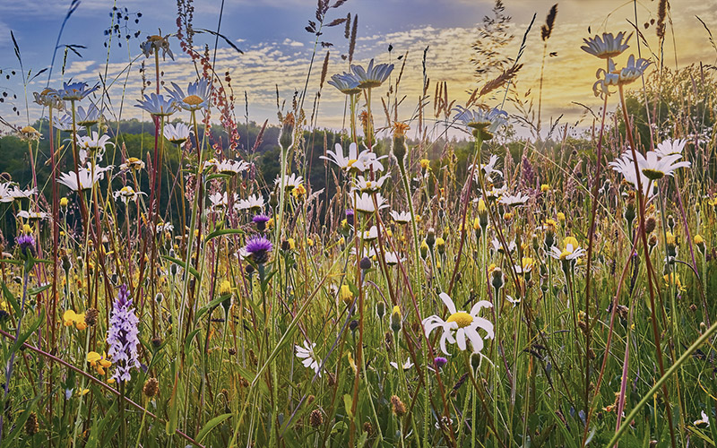 Heublumen