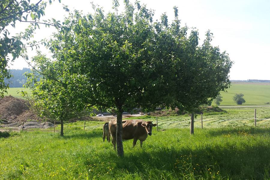 Kuh auf der Wiese