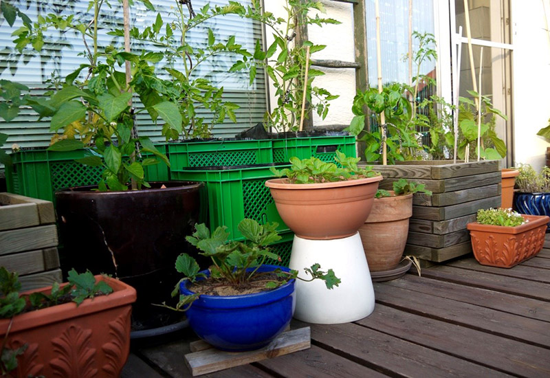 Meine Ernte Balkon