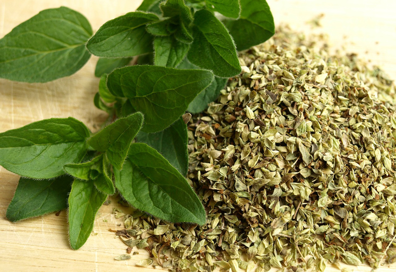 Oregano