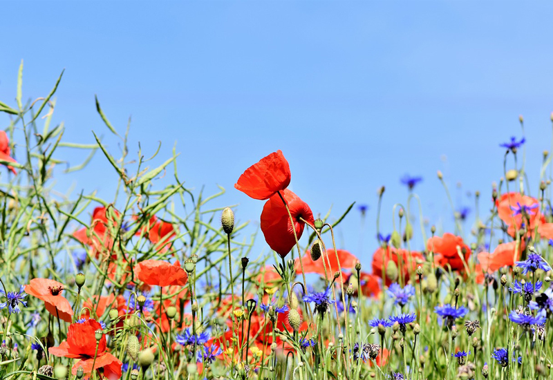 Blumenwiese