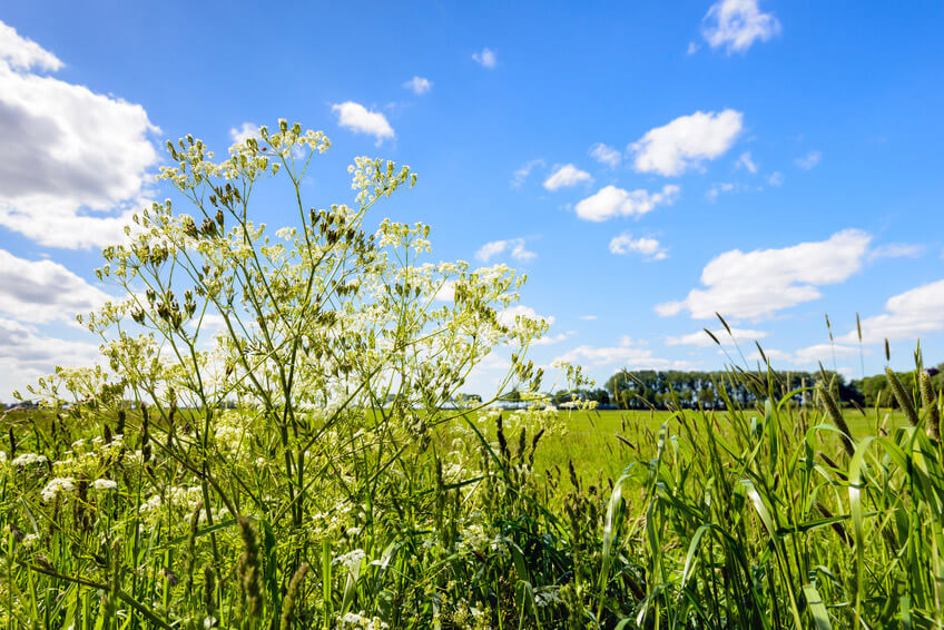 Wiesenkerbel