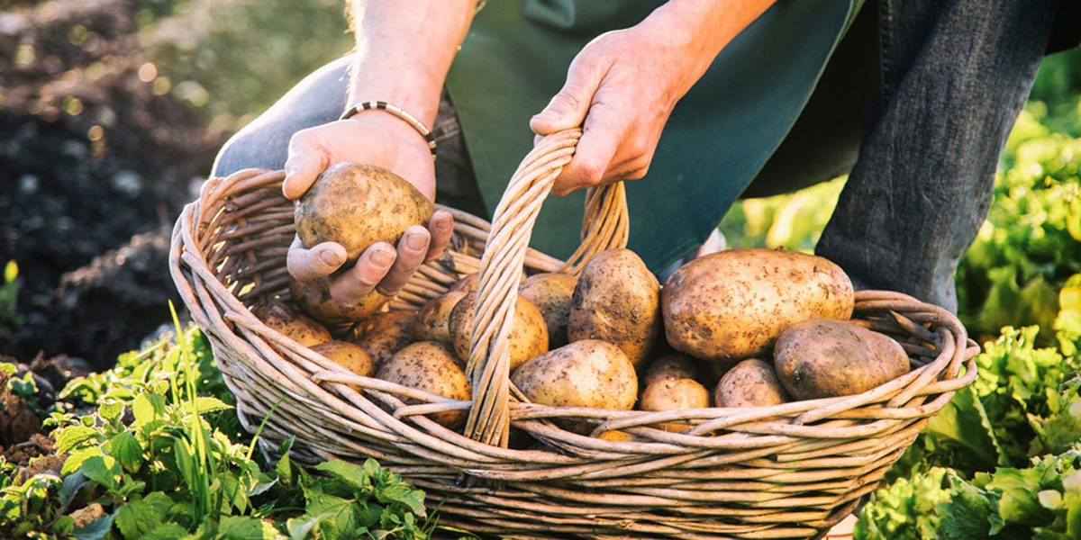 Kartoffeln im Korb