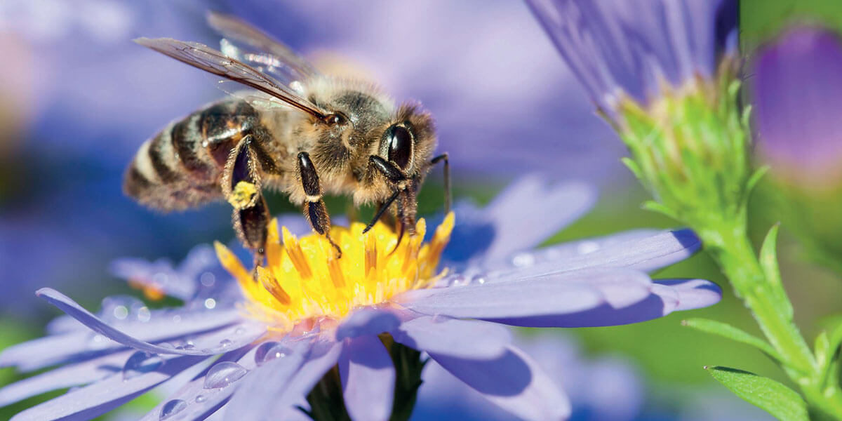 Biene auf Blüte